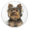Yorkshire Terrier Puppy Dog Blank Post Card