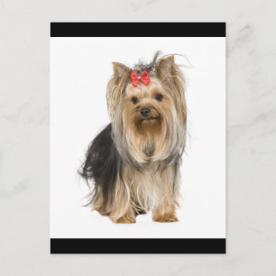 Yorkshire Terrier Puppy Dog Blank Postcard