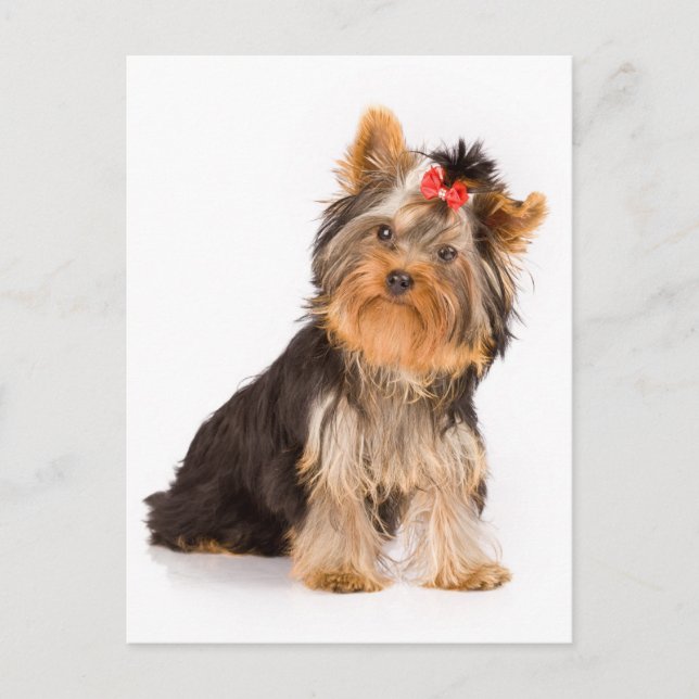 Yorkshire Terrier Puppy Dog Blank Postcard (Front)