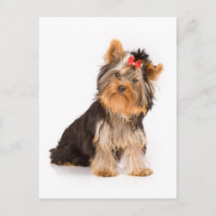 Yorkshire Terrier Puppy Dog Blank Postcard