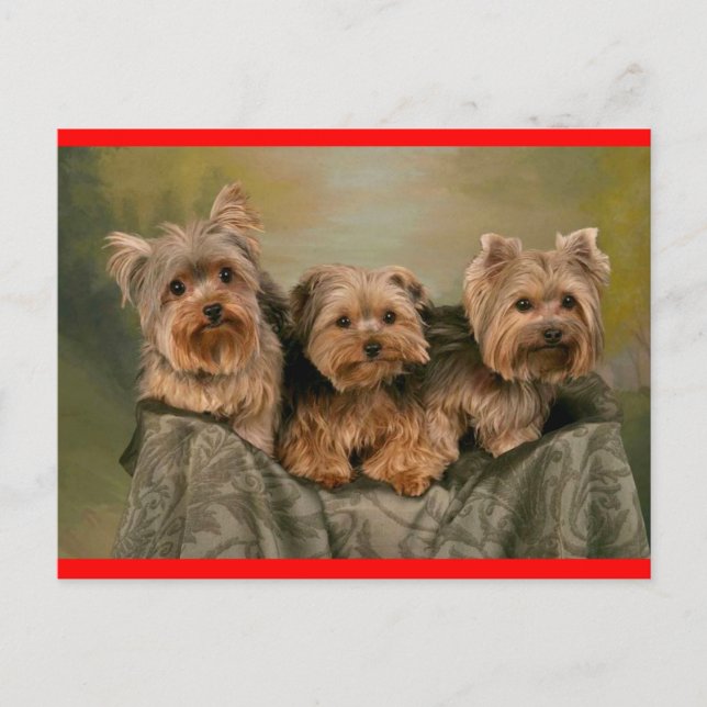 Yorkshire Terrier Puppy Dog Greeting Postcard (Front)