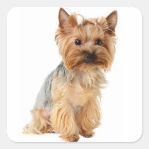 Yorkshire Terrier Puppy Dog Sticker / Seals