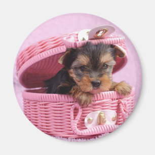 Yorkshire terrier puppy magnet