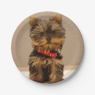 Yorkshire Terrier Puppy Paper Plate
