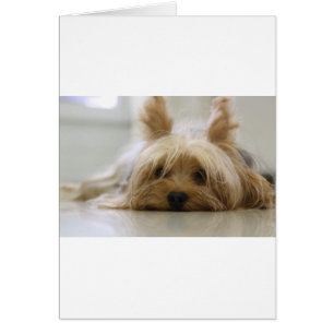 yorkshire terrier puppy pet cute dog face eyes
