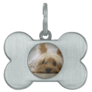 yorkshire terrier puppy pet cute dog face eyes ID tag