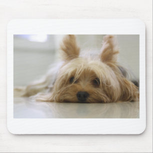 yorkshire terrier puppy pet cute dog face eyes mouse pad