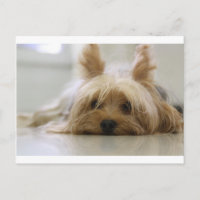 yorkshire terrier puppy pet cute dog face eyes