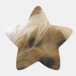 yorkshire terrier puppy pet cute dog face eyes star sticker