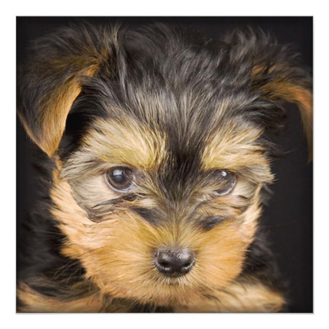 Yorkshire Terrier Puppy Photo Print (Front)