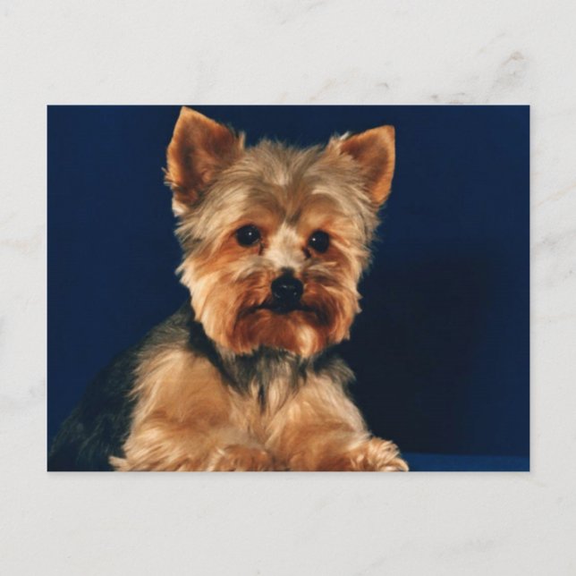 Yorkshire Terrier Puppy Postcard (Front)