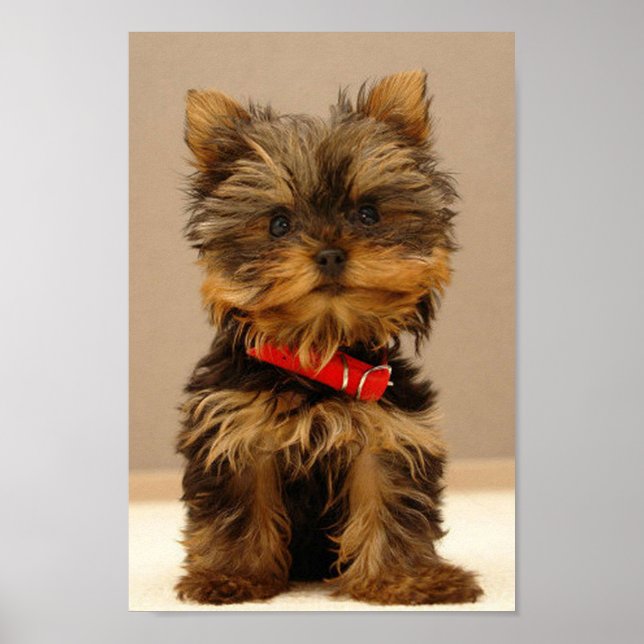 Yorkshire Terrier Puppy Poster (Front)
