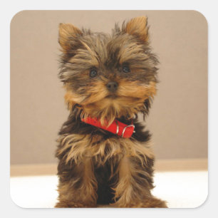 Yorkshire Terrier Puppy Square Sticker