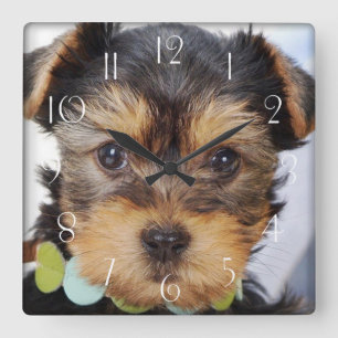 Yorkshire Terrier Puppy Square Wall Clock
