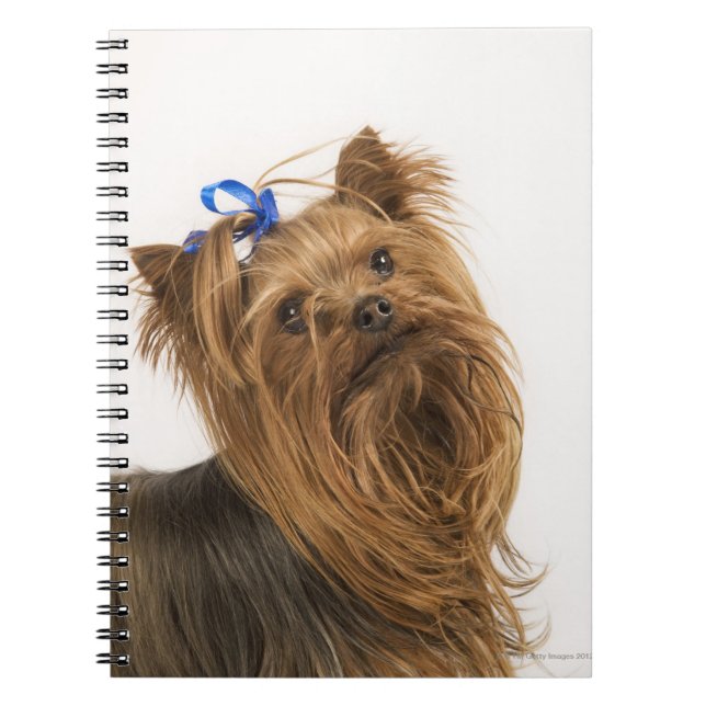 Yorkshire Terrier Spiral Notebook (Front)