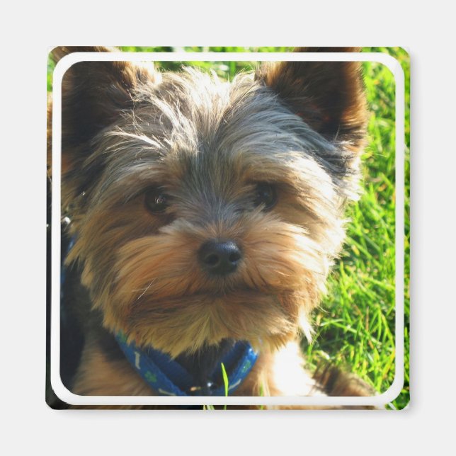Yorkshire Terrier Square Magnet (Front)