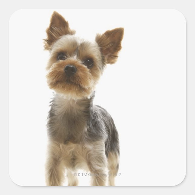 Yorkshire Terrier Square Sticker (Front)
