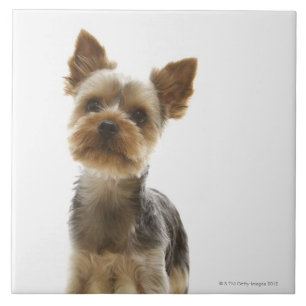 Yorkshire Terrier Tile