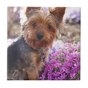 Yorkshire Terrier Tile