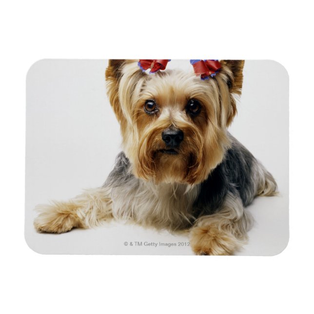 Yorkshire terrier wearing red bows magnet (Horizontal)