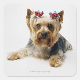 Yorkshire terrier wearing red bows square sticker