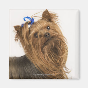Yorkshire Terrier / Yorkie. Lively breed of Magnet