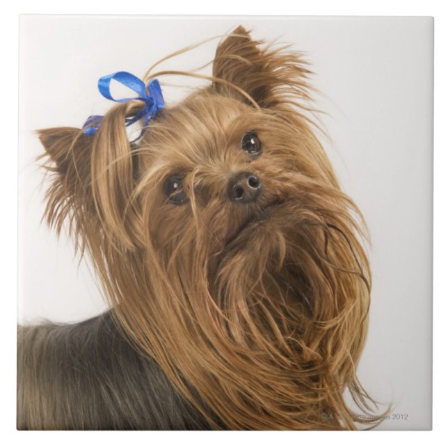 Yorkshire Terrier / Yorkie. Lively breed of Tile (Front)
