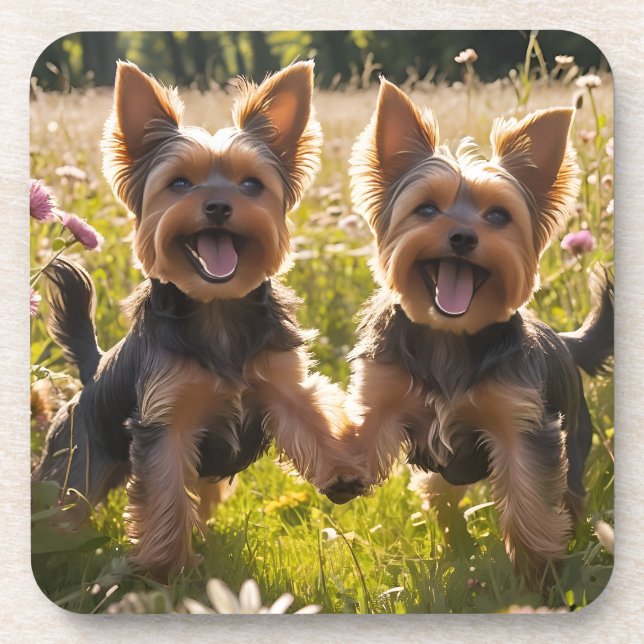 Yorkshire Terriers Playing in the Grass Coaster (Front)
