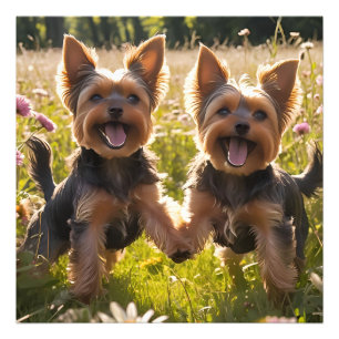 Yorkshire Terriers Playing in the Grass Photo Print