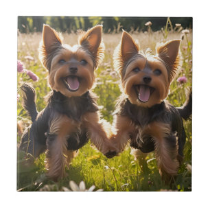 Yorkshire Terriers Playing in the Grass Tile