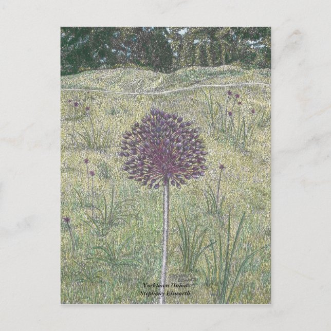 Yorktown Onion Postcard (Front)