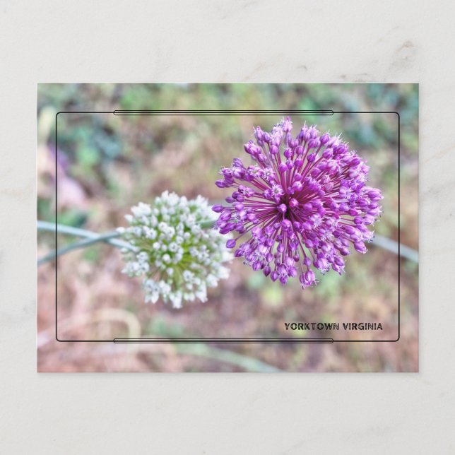 Yorktown Onion Postcard – Historic Virginia (Front)