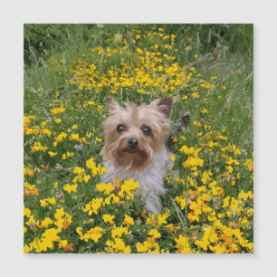 Yorshire Terrier field