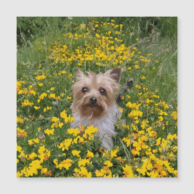 Yorshire Terrier field (Front)