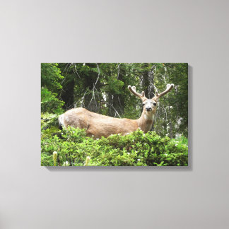Yosemite Deer Nature Photography Canvas Print