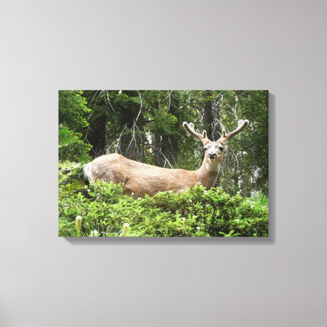 Yosemite Deer Nature Photography Canvas Print (Front)