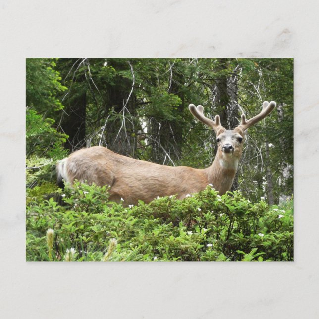 Yosemite Deer Nature Photography Postcard (Front)