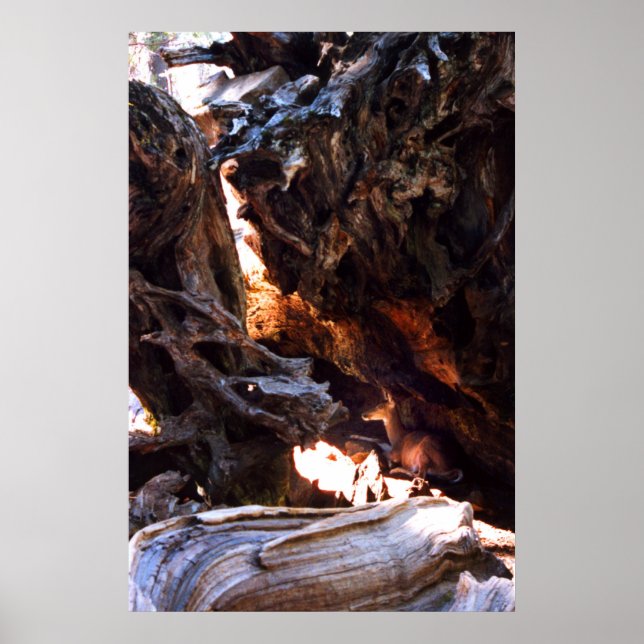 Yosemite Deer Poster (Front)