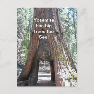 Yosemite has Big Trees Too  Postcard