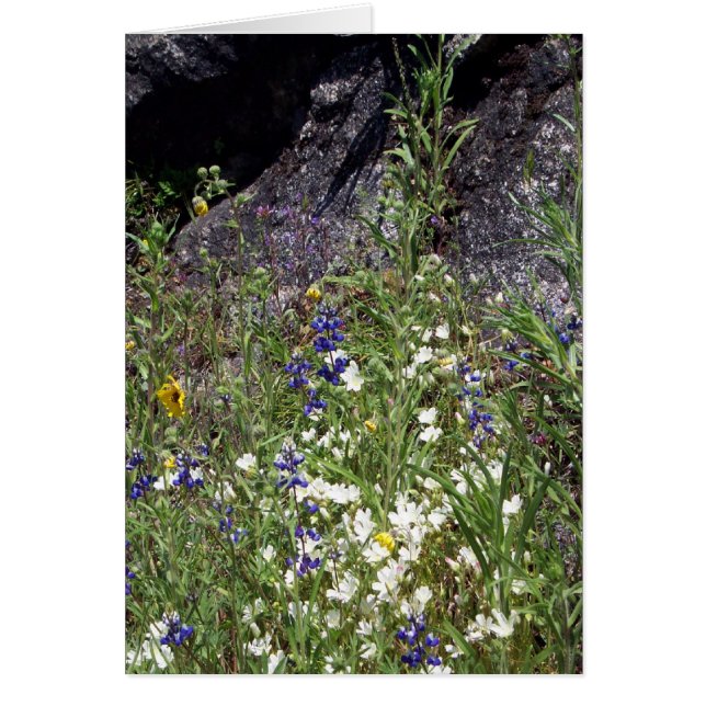 Yosemite in Springtime:  Mountain Wildflowers (Front)