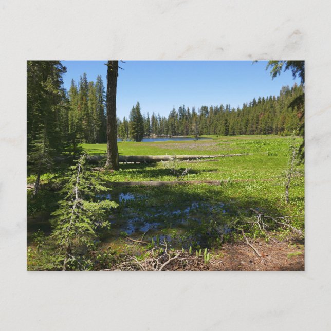 Yosemite Meadow with Shooting Stars Postcard (Front)