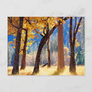 Yosemite National Park Postcard