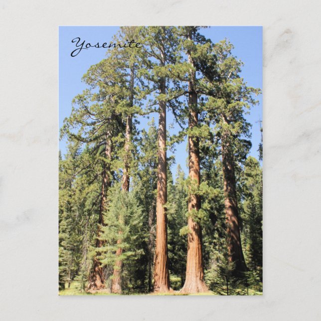 Yosemite National Park Sequoia tree Photo Postcard (Front)