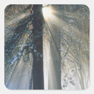Yosemite National Park - Sun rays streaming Square Sticker
