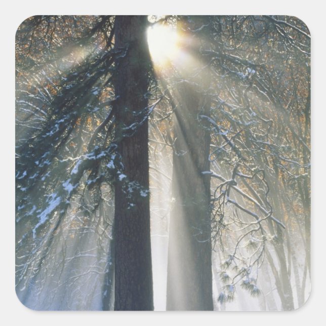 Yosemite National Park - Sun rays streaming Square Sticker (Front)