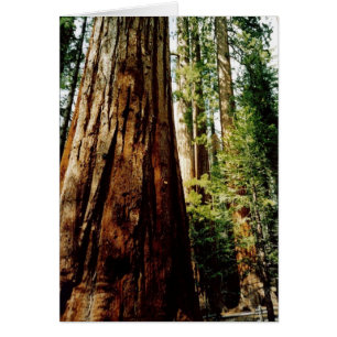 Yosemite Redwoods Card