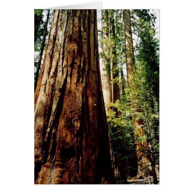 Yosemite Redwoods Card (Front)