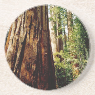 Yosemite Redwoods Coaster