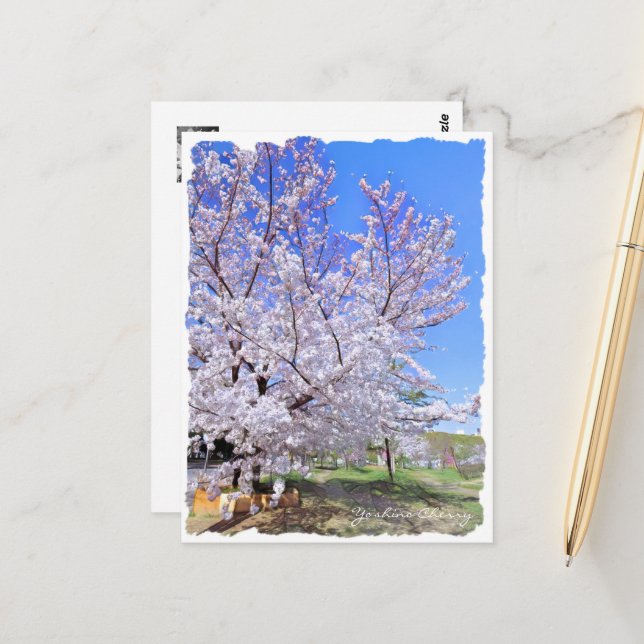 Yoshino Cherry ポストカード Postcard (Front/Back In Situ)