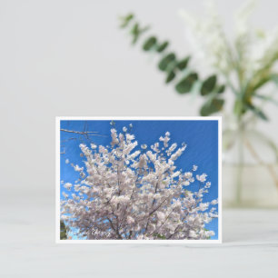 Yoshino Cherry Postcard